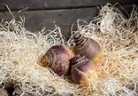 Rutabaga