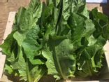 Romaine