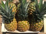 Ananas avion