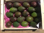 Avocat