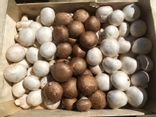 Champignons blancs ou bruns de Paris - Copie