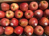 Pomme Gala