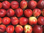 Nectarines blanches