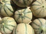 Melon