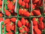 Fraises