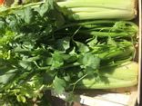 Céléri branche