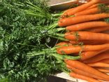 Carottes en botte