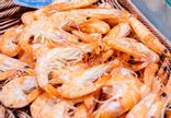 Crevettes Roses Elevage