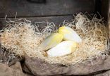 Endive