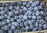 Prune Questche