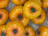 Tomates Ananas