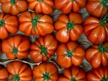 Tomates Cœur de bœuf