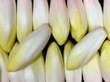 Endive
