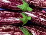 Aubergine Zébrée