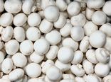 Champignons de Paris blanc