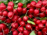 Radis rouges