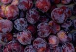 Prune Rouge