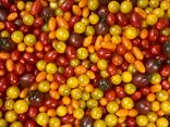 Tomates Cerise méli mélo