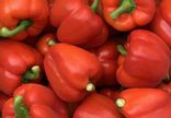 Poivron Rouge