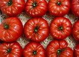 Tomates Rebellion