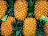 Ananas Victoria