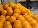 Orange à Jus Salustiana