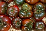 Tomates Noire