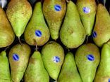 Poire Conférence