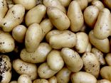 Pomme de terre Charlotte
