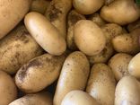 Pomme de terre Charlotte