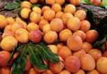 Abricots