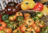 Tomates Pleine Terre