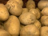 Pomme de terre Bintje