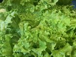 Salade Batavia
