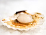 Coquille Saint-Jacques