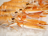 Langoustine cuite 16/20