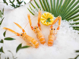 Langoustine crue 6/9