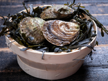 12 Huîtres plates de Bretagne