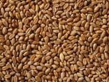 Graine de lin Bio
