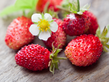 Fraises charlote lot de 2