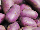 Pommes de terre Vitelotte