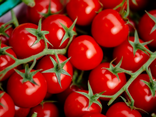 Tomates cocktail