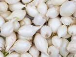 Oignons grelots