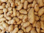 Pommes de terre Belle de Fontenay