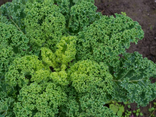 Chou frisé - Kale