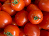 Tomate TORINO