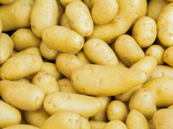 Pommes de terre Ratte du Touquet