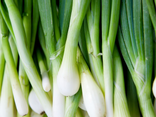 Oignons Cébette