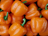 Poivron orange