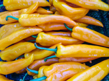 Poivrons Corne de Taureau jaunes